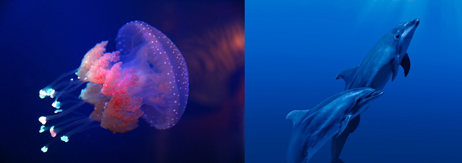 Jellyfish/Porpoise - Session I